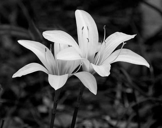 RAIN LILLIES BLACK AND WHITE