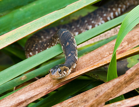 FLORIDA WATERSNAKE