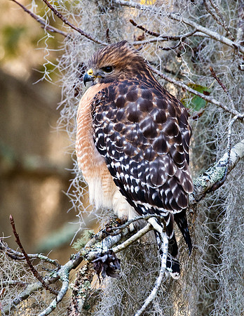 RED-SHOULDERED HAWK