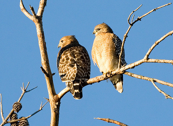 RED-SHOULDERED HAWKS