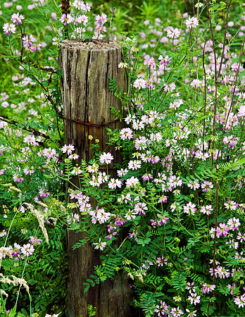FENCE POST AND FLOWERS
