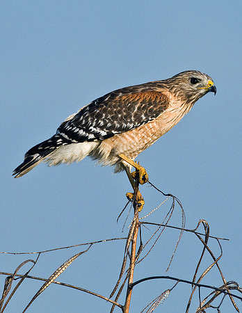 RED-SHOULDERED HAWK