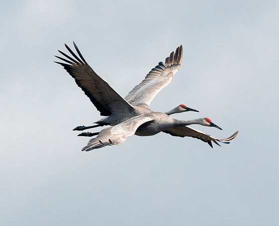 SANDHILL CRANES