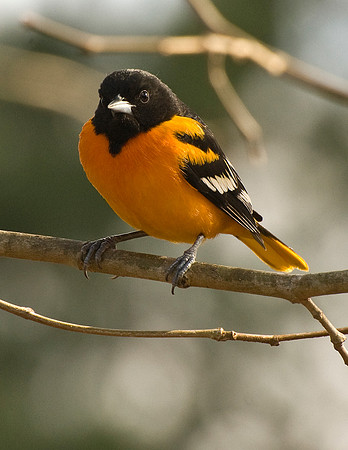 BALTIMORE ORIOLE