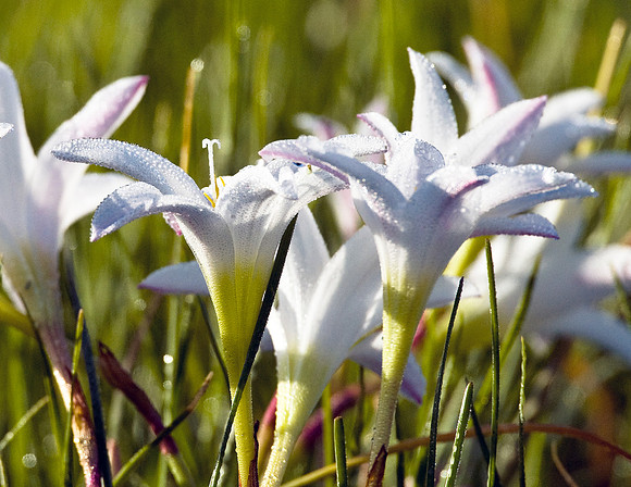RAIN LILLIES