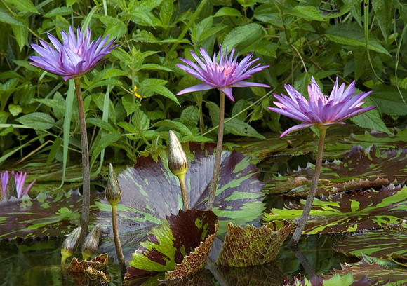 WATER LOTUS