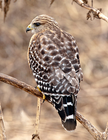 RED-SHOULDERED HAWK