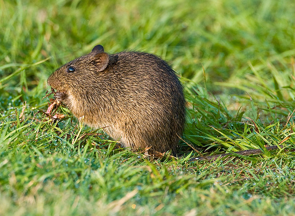 HISPID COTTON RAT