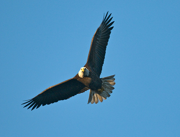 BALD EAGLE