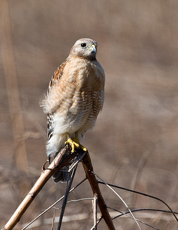 RED-SHOULDERED HAWK