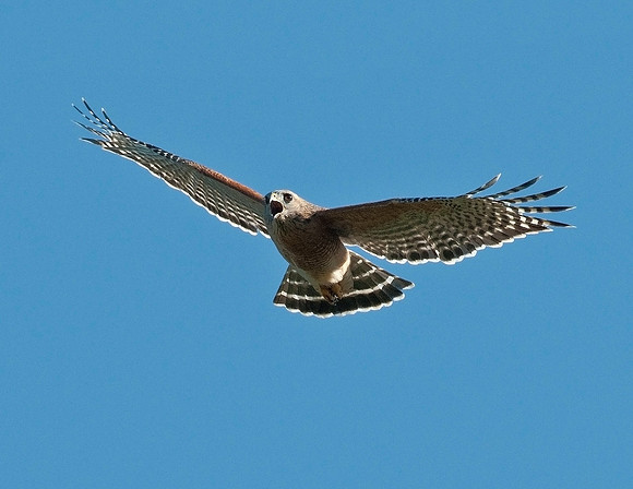RED-SHOULDERED HAWK