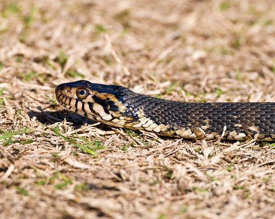 FLORIDA WATERSNAKE