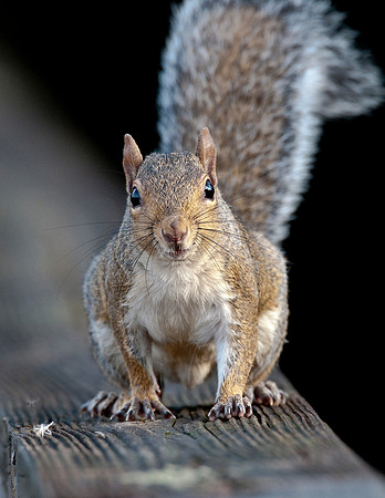 GRAY SQUIRREL