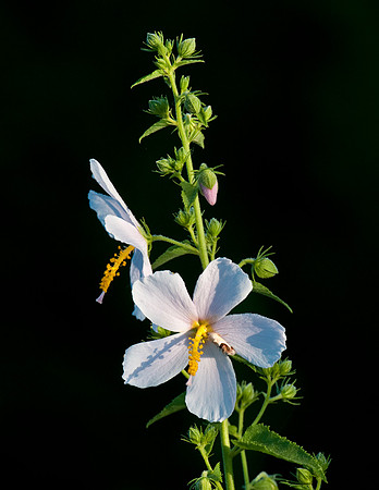 VIRGINIA SALTWATER MALLOW WITH MOTH