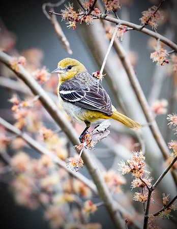 BALTIMORE ORIOLE