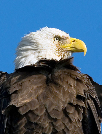 BALD EAGLE