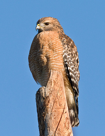 RED-SHOULDERED HAWK