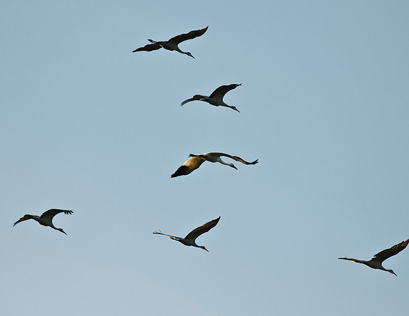 SANDHILL CRANES AND WHOOPING CRANE