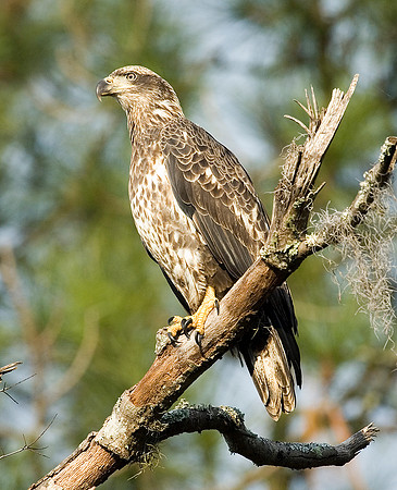 BALD EAGLE