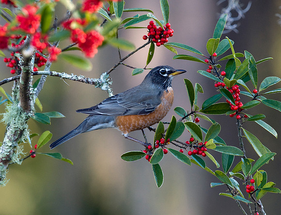 AMERICAN ROBIN