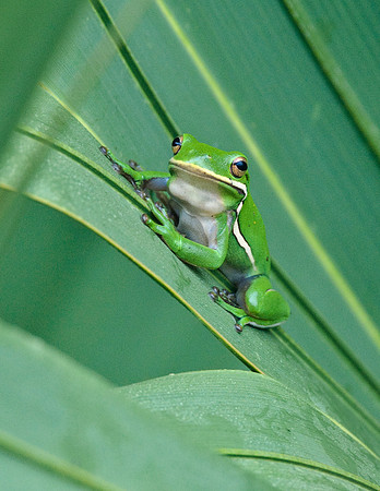 GREEN TREE FROG