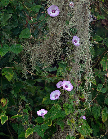 MORNING GLORIES AND SPANISH MOSS
