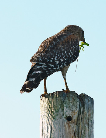 RED-SHOULDERED HAWK AND ANOLE