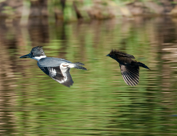 BELTED KINGFISHER AND RED-WINGED BLACKBIRD