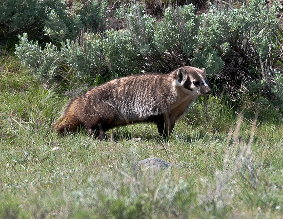 BADGER