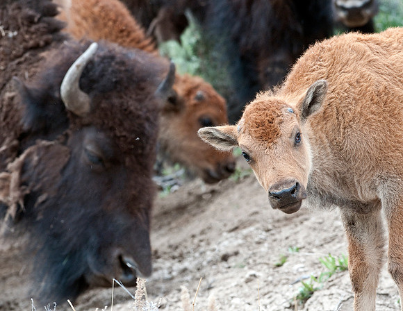 BISON COW AND CALF