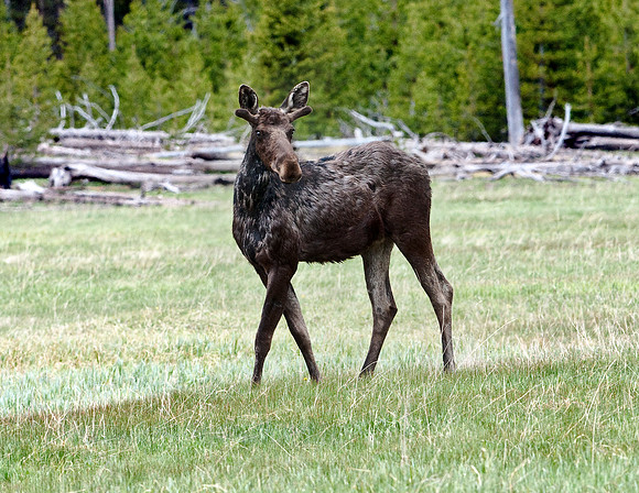 MOOSE