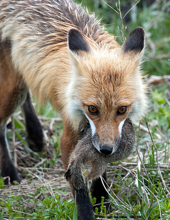 RED FOX