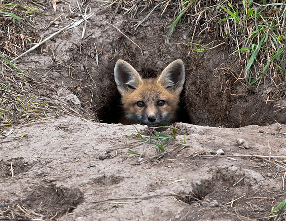 RED FOX