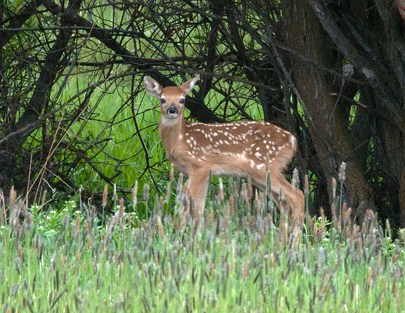 WHITE TAILED DEER FAWN