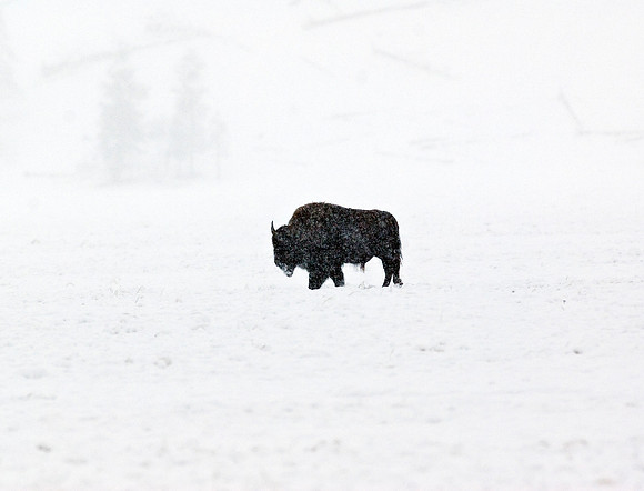 BISON