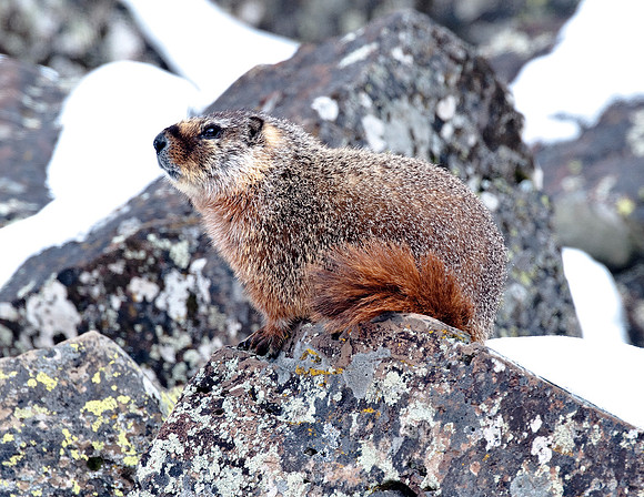 MARMOT