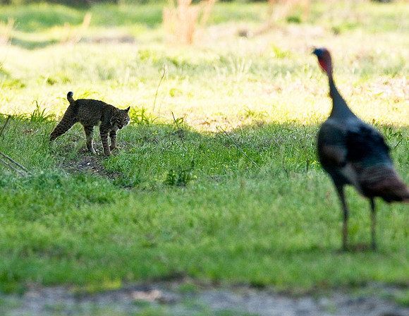 BOBCAT AND TURKEY