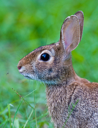 COTTONTAIL RABBIT