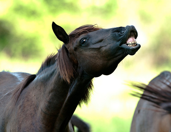 HORSE PAYNES PRAIRIE