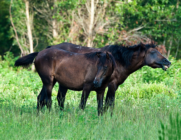 HORSES PAYNES PRAIRIE