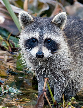 RACCOON