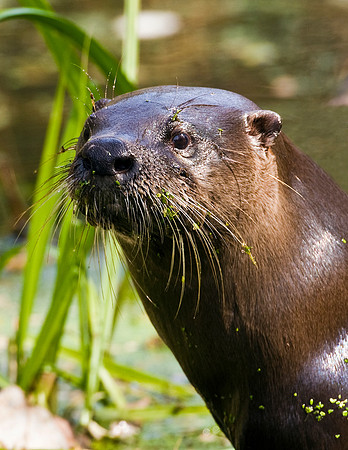 RIVER OTTER
