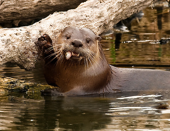 RIVER OTTER