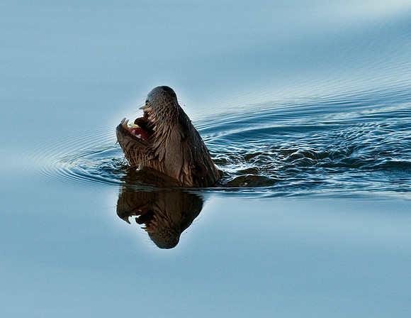 RIVER OTTER