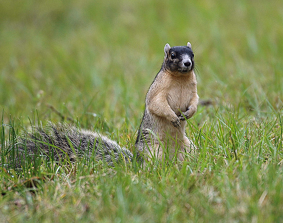 SHERMAN'S FOX SQUIRREL