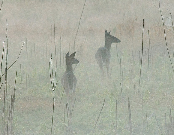 WHITE TAIL DEER