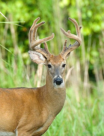 WHITE TAIL DEER
