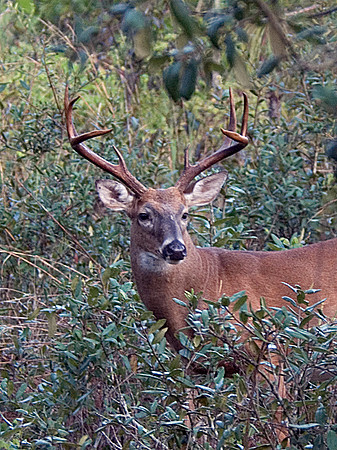 WHITE TAIL DEER