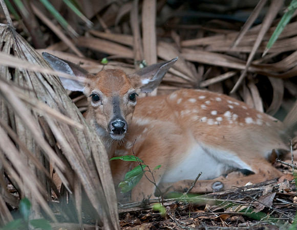 WHITE TAIL DEER FAWN