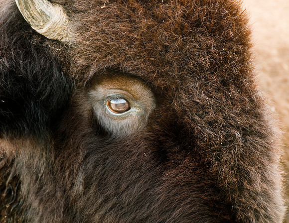 BISON